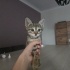 2 aylık tekir kedi ömürlük yuvasını arıyor fotoğraf