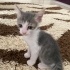 Minik Patiler 6 yavru + Anne fotoğraf