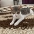 Minik Patiler 6 yavru + Anne fotoğraf
