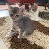 Minik Patiler 6 yavru + Anne fotoğraf