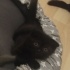Zeytin kızımıza Ömürlük yuva arıyoruz fotoğraf