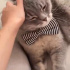 Ücretsiz sahiplendiriyorum fotoğraf