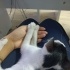 Kucak delisi yumoş kedi fotoğraf