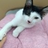 Kucak delisi yumoş kedi fotoğraf