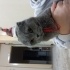 içsel bağları yakın british shorthair