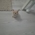 Evde kedim olduğu için sahiplendiriyorum fotoğraf
