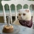 Ücretsiz Scottish Fold fotoğraf