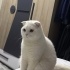 Ücretsiz Scottish Fold fotoğraf