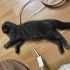 Ücretsiz British shorthair 2.5 aylık fotoğraf