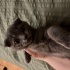 Ücretsiz British shorthair 2.5 aylık fotoğraf