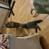 Ücretsiz British shorthair 2.5 aylık fotoğraf