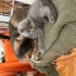 Ücretsiz British shorthair 2.5 aylık fotoğraf