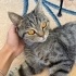 Uysal, erkek, cins kedi terk edilmiş fotoğraf