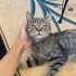 Uysal, erkek, cins kedi terk edilmiş fotoğraf