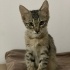 Kucak Delisi Aliş'e Yuva Aranıyor fotoğraf