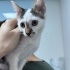 ÜCRETSİZ KEDİ SAHİPLENDİRME fotoğraf