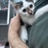 ÜCRETSİZ KEDİ SAHİPLENDİRME fotoğraf
