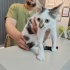 ÜCRETSİZ KEDİ SAHİPLENDİRME fotoğraf