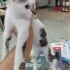 ÜCRETSİZ KEDİ SAHİPLENDİRME fotoğraf