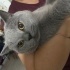 British shorthair fotoğraf