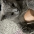 British shorthair fotoğraf