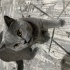 British shorthair fotoğraf