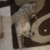 Sokakta bulundu fotoğraf