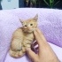 Minik erkek sarmana yuva arıyoruz fotoğraf