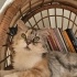 Ücretsiz sahiplenme chinchilla kedi ömürlük yuva. fotoğraf