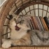 Ücretsiz sahiplenme chinchilla kedi ömürlük yuva. fotoğraf