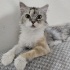 Ücretsiz sahiplenme chinchilla kedi ömürlük yuva. fotoğraf