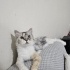 Ücretsiz sahiplenme chinchilla kedi ömürlük yuva. fotoğraf