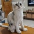 Ücretsiz sahiplenme chinchilla kedi ömürlük yuva. fotoğraf