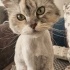 Ücretsiz sahiplenme chinchilla kedi ömürlük yuva.