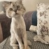 Ücretsiz sahiplenme chinchilla kedi ömürlük yuva. fotoğraf
