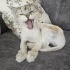 Ücretsiz sahiplenme chinchilla kedi ömürlük yuva. fotoğraf