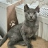 Ücretsiz sahiplenme British kedi ömürlük yuva fotoğraf