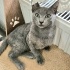 Ücretsiz sahiplenme British kedi ömürlük yuva fotoğraf