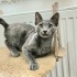 Ücretsiz sahiplenme British kedi ömürlük yuva fotoğraf