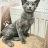 Ücretsiz sahiplenme British kedi ömürlük yuva fotoğraf