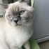 Dört aylık bebek Blue Point fotoğraf