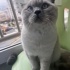 Dört aylık bebek Blue Point fotoğraf