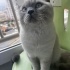 Dört aylık bebek Blue Point fotoğraf