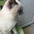 Dört aylık bebek Blue Point fotoğraf