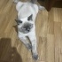 Dört aylık bebek Blue Point fotoğraf