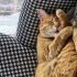 Uysal ve Oyuncu Kısır Erkek Kedi fotoğraf