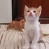 Şirinler Yuva Ariyor fotoğraf