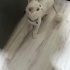 Beyaz Kısır Oğlumu ücretsiz sahiplendirmek istiyorum fotoğraf