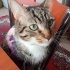 Erkek Tekir Kedi Yeni Sahibini Arıyoruz fotoğraf
