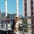 Erkek Tekir Kedi Yeni Sahibini Arıyoruz fotoğraf